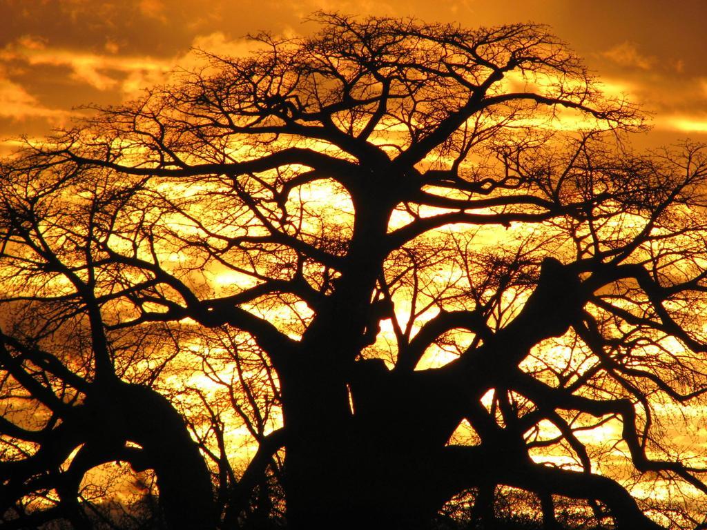 Maasai Simba Camp Hotel Amboseli Luaran gambar