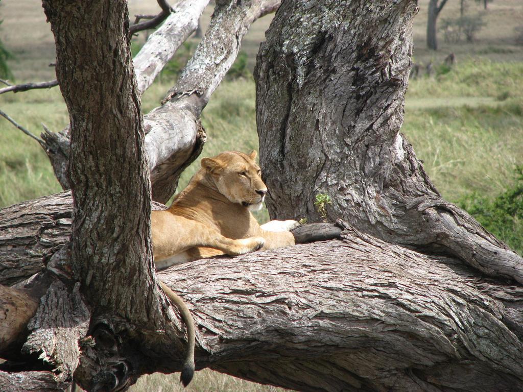 Maasai Simba Camp Hotel Amboseli Luaran gambar