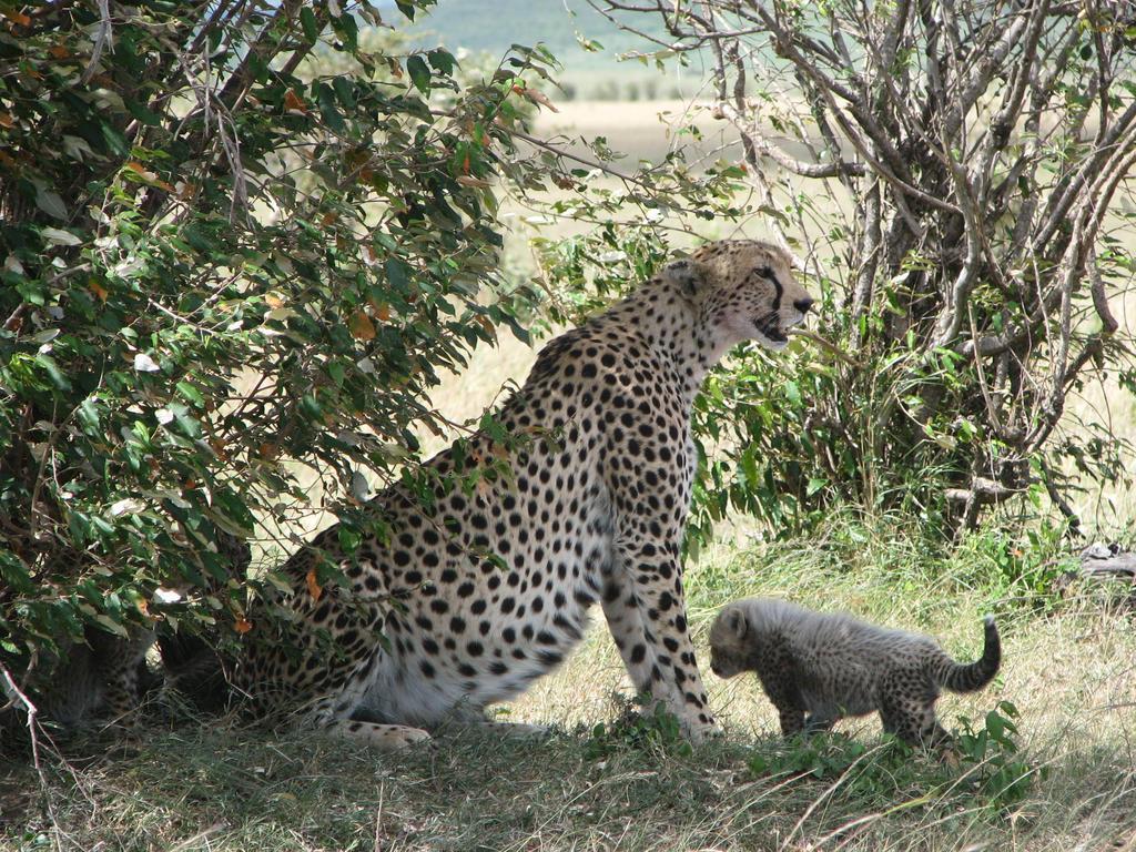 Maasai Simba Camp Hotel Amboseli Luaran gambar